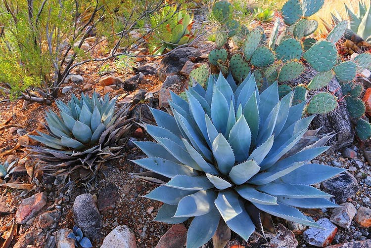 Agave parryi var. huachucensis (Artichoke Agave)